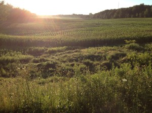 Here's my dream field. Say hello to it for me if you're driving north on Hwy 400.