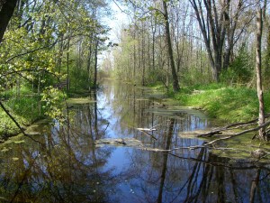 JF and I like to go to Tiny Marsh, just north of Elmvale