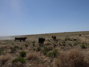 It's okay guys, you're safe.