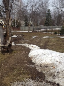 Our backyard, 85% snow free!