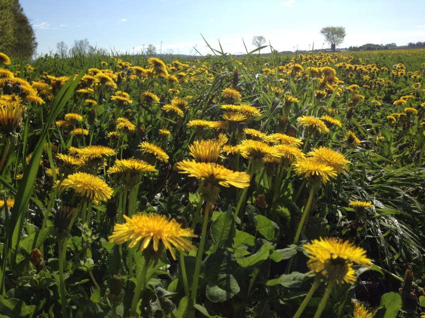 Field of dandelions.