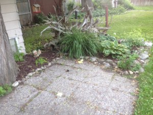 David, peeking through the lilies and hostas.