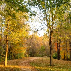 This is the route we take most mornings. It's been really beautiful lately