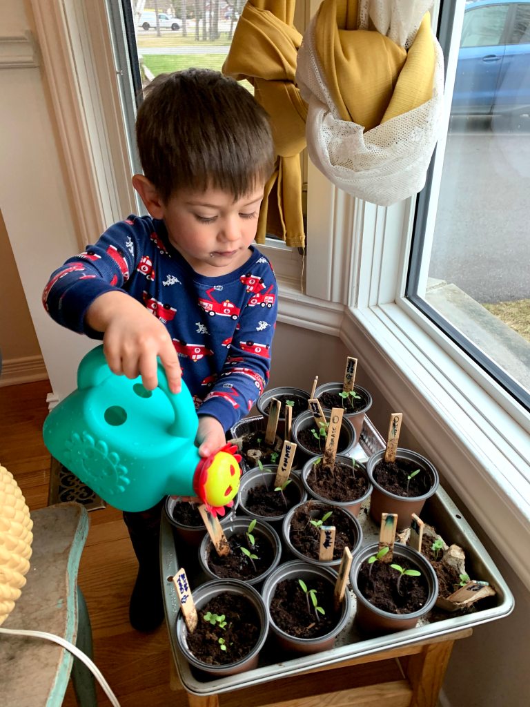 Arthur, watering seedlings.