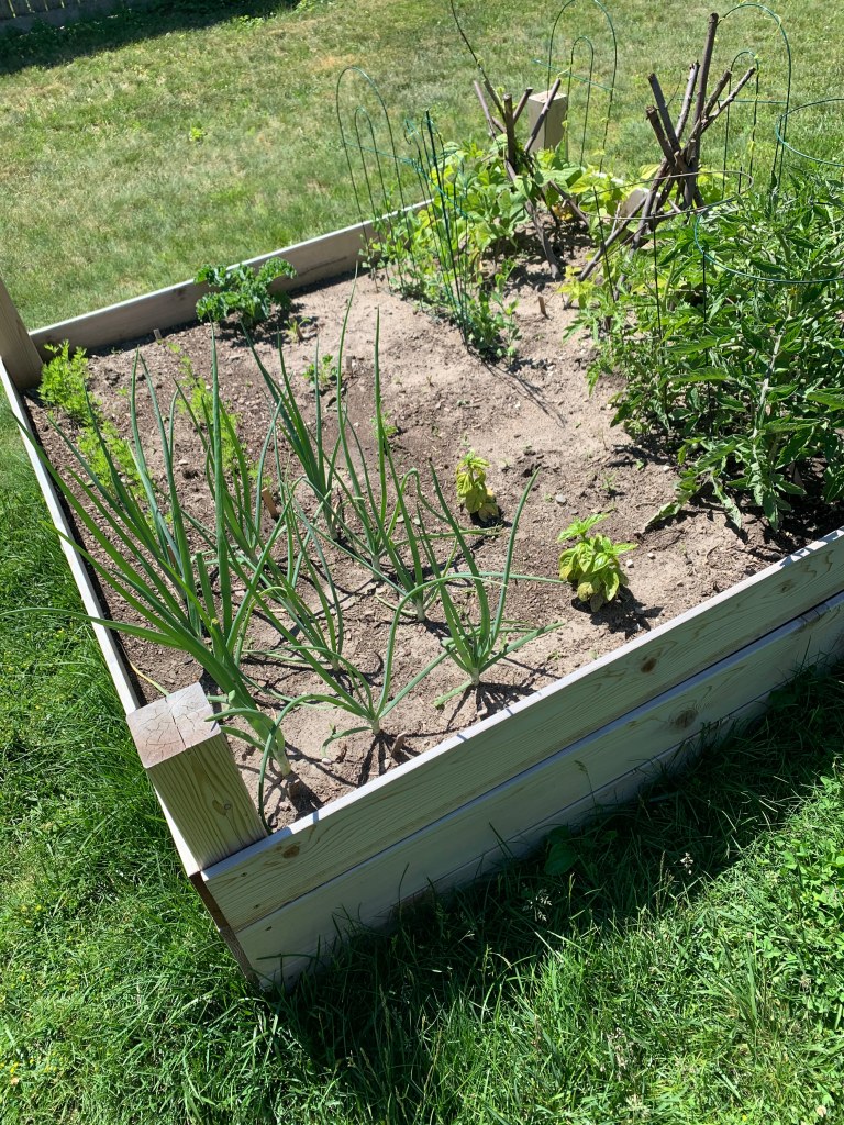 A small vegetable garden, half-grown, with onions, carrots, tomatoes, beans, peas, kale and basil.